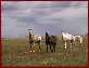 Click to see horses.jpg