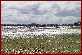 Click to see snowgeese.jpg